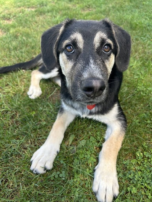 SCRUFF - German Shepherd Dog / Terrier available for adoption