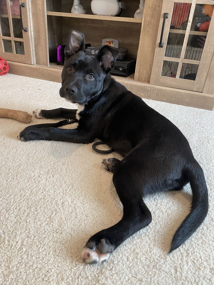 BOONY - Terrier available for adoption