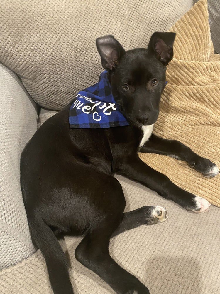 BOONY - Terrier available for adoption