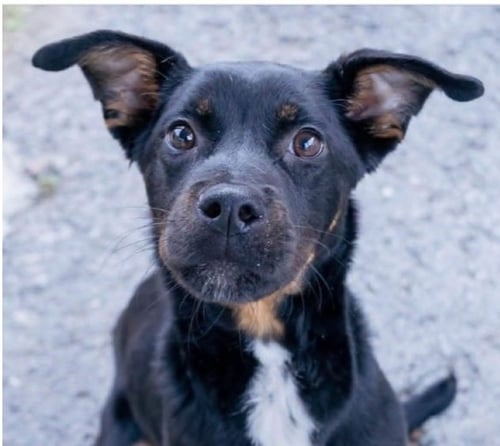 BRITTANY - Shepherd / Rottweiler available for adoption