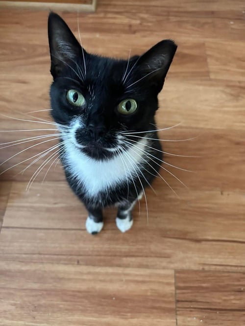 BERLIOZ (BONDED WITH MARIE AND TOULOUSE) - Domestic Short Hair available for adoption