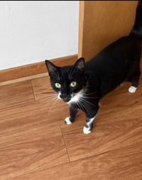 Berlioz (bonded with Marie and Toulouse) - Photo 2