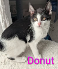 Donut - Photo 3
