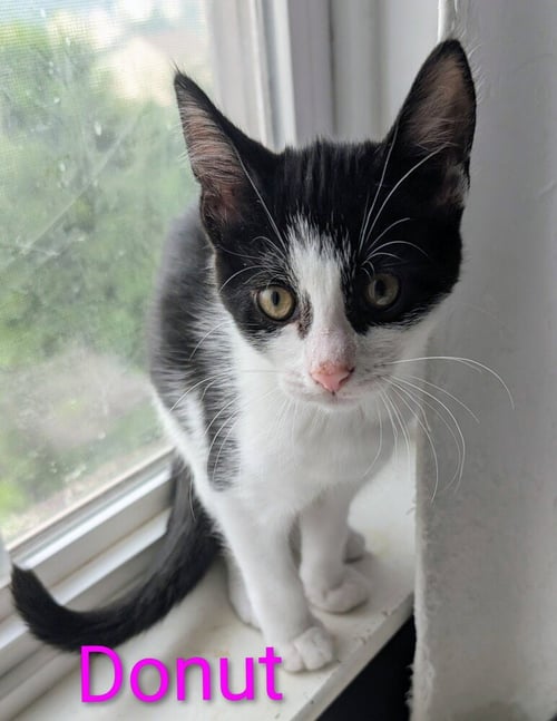 DONUT - Domestic Short Hair available for adoption