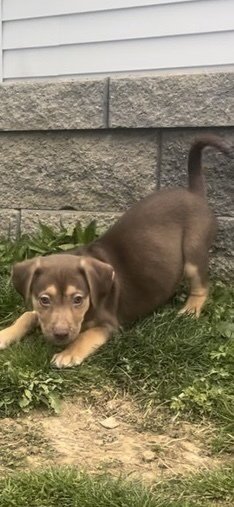 DAX - Hound / German Shepherd Dog available for adoption