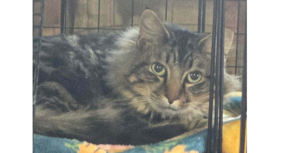 DUSTY - Domestic Long Hair available for adoption