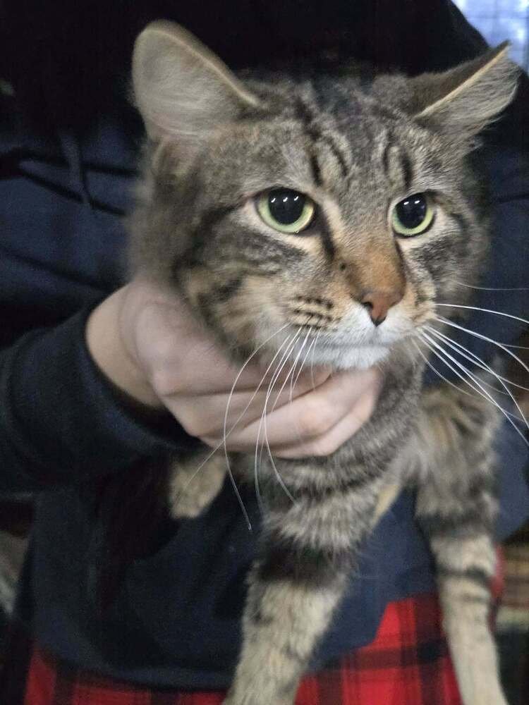 DUSTY - Domestic Long Hair available for adoption