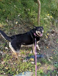 Hazel - Photo 3