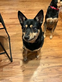 Hazel - Photo 2