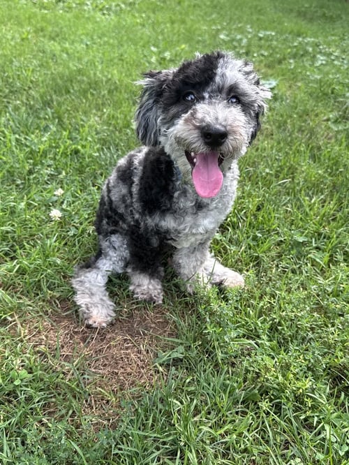 CHIP - Poodle (Miniature) / Bichon Frise available for adoption
