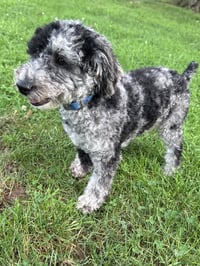 Chip - Photo 4