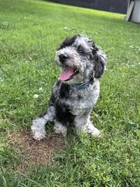 Chip - Photo 3
