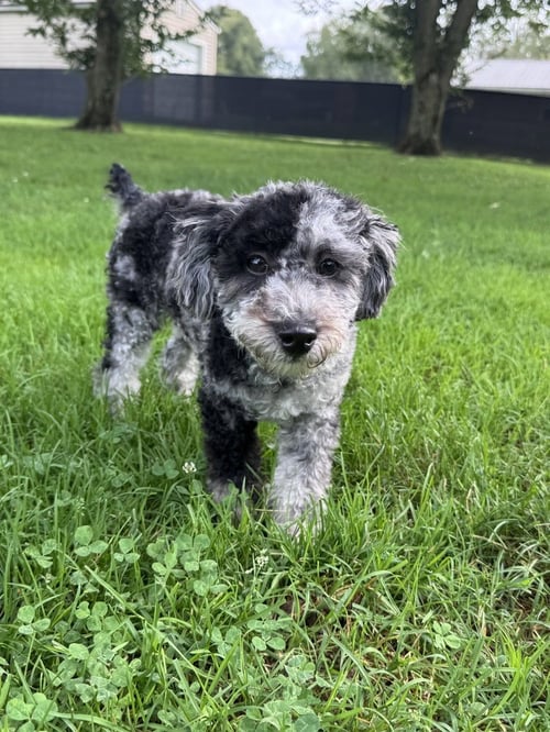 CHIP - Poodle (Miniature) / Bichon Frise available for adoption