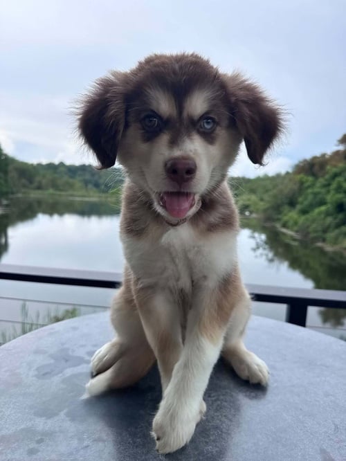SCOUT - Husky / Alaskan Malamute available for adoption