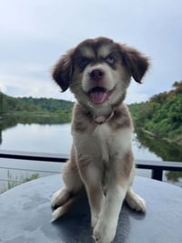 Scout - Photo 4