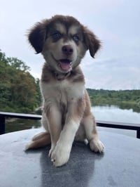 Scout - Photo 3