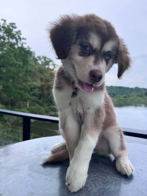SCOUT - Husky / Alaskan Malamute available for adoption