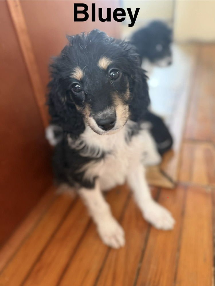 BLUEY - Beagle available for adoption