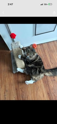 Marie (bonded with Toulouse and Berlioz) - Photo 2