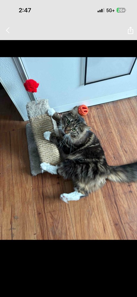 MARIE (BONDED WITH TOULOUSE AND BERLIOZ) - Domestic Medium Hair available for adoption