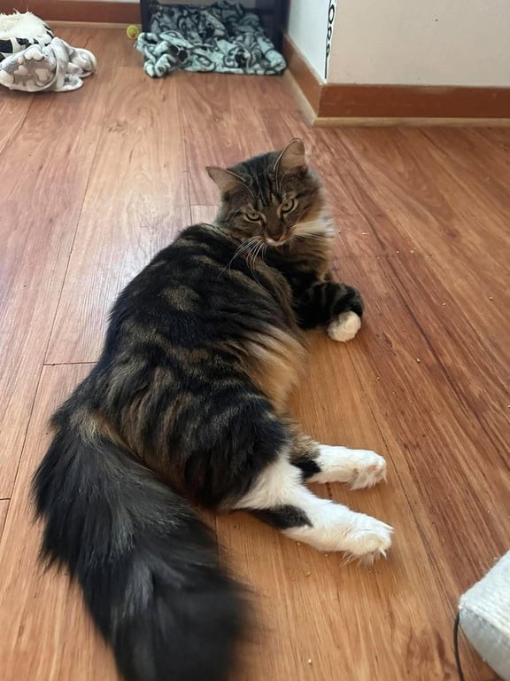 Marie (bonded with Toulouse and Berlioz) Image