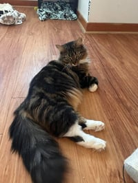 Marie (bonded with Toulouse and Berlioz) - Photo 1