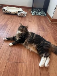 Marie (bonded with Toulouse and Berlioz) - Photo 3