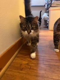 Marie (bonded with Toulouse and Berlioz) - Photo 4