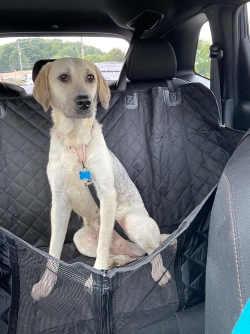 GOOSE - Labrador Retriever / Terrier available for adoption