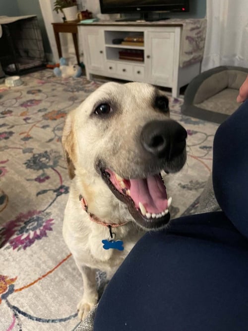 GOOSE - Labrador Retriever / Terrier available for adoption