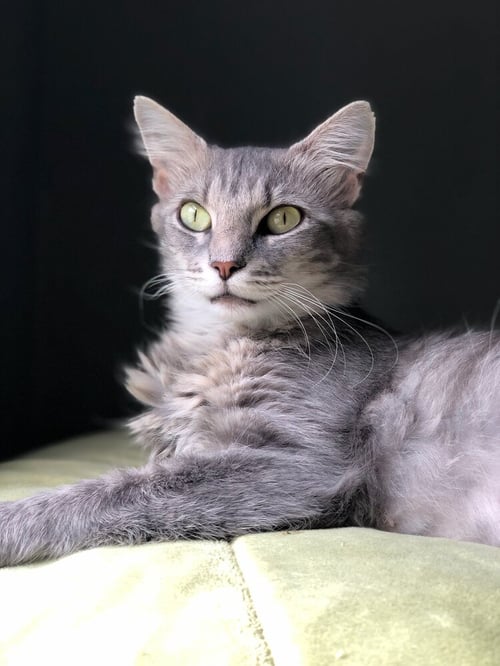 WISHA - Domestic Medium Hair for adoption in Pittsburgh