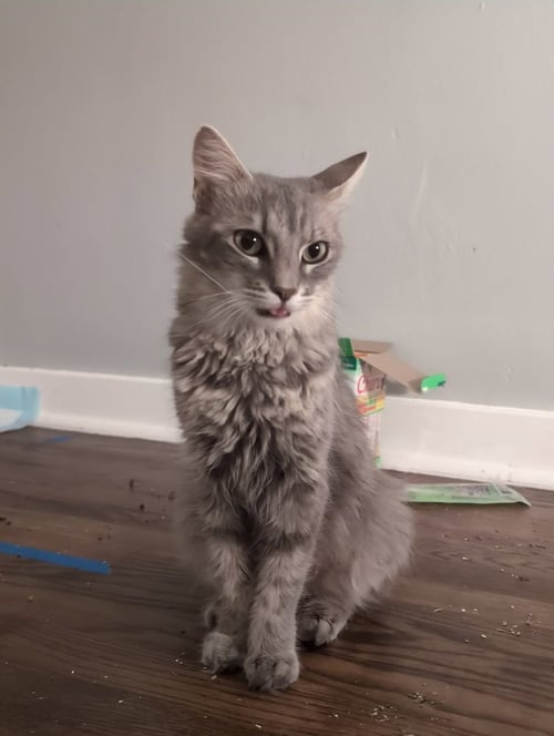 WISHA - Domestic Medium Hair available for adoption