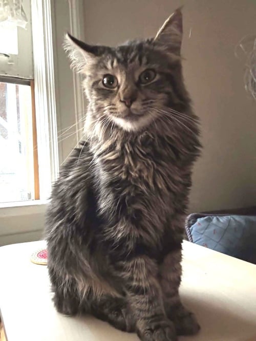 SUGAR - Domestic Long Hair / Domestic Short Hair available for adoption