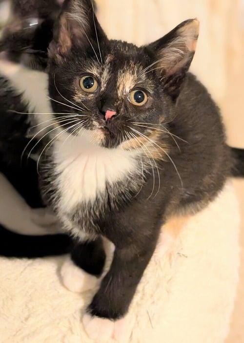 MAPLE - Domestic Short Hair available for adoption