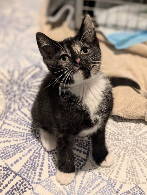 MAPLE - Domestic Short Hair available for adoption