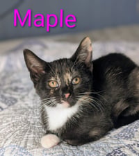 Maple - Photo 4
