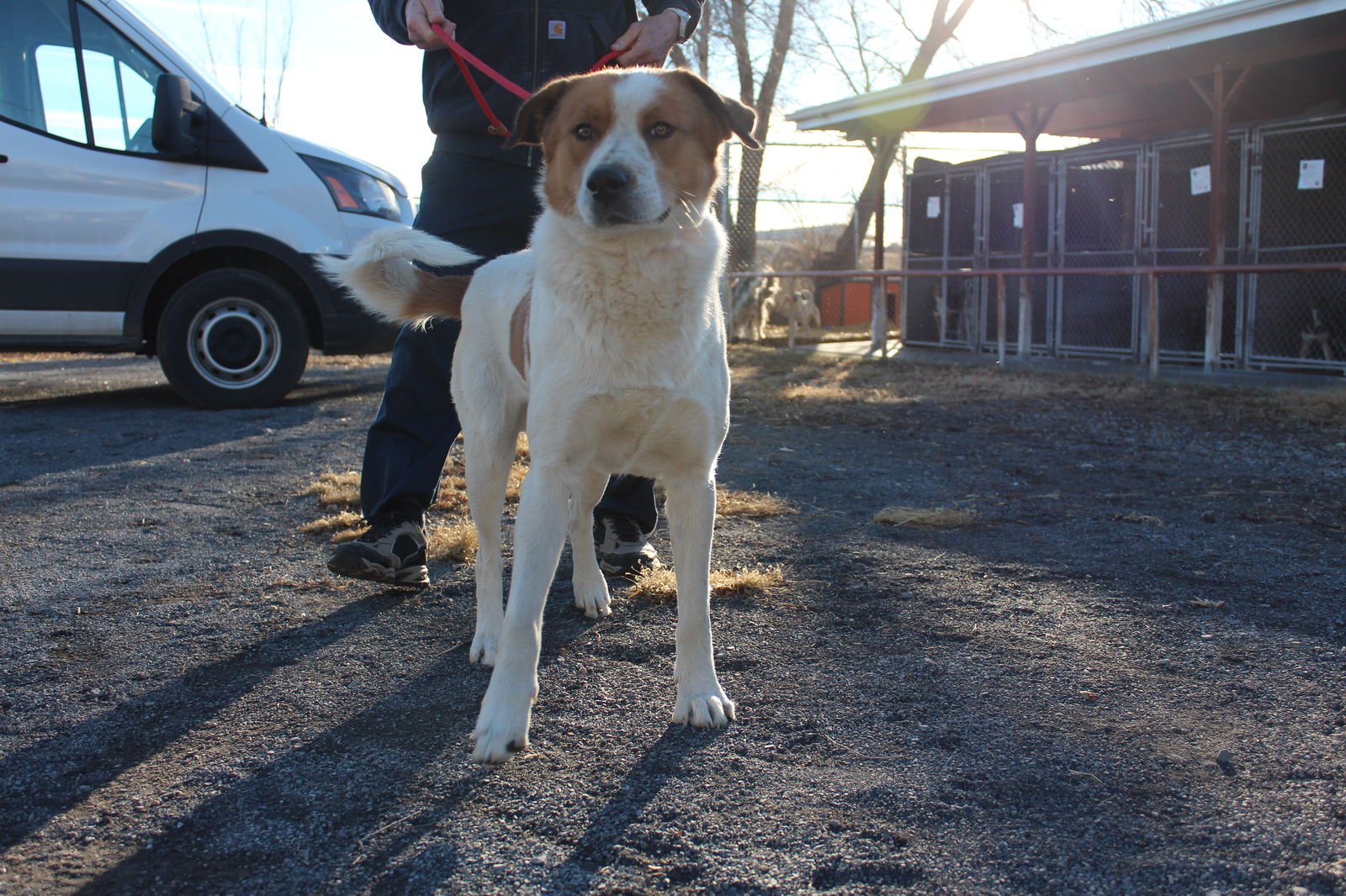BILLY BOB - Border Collie available for adoption