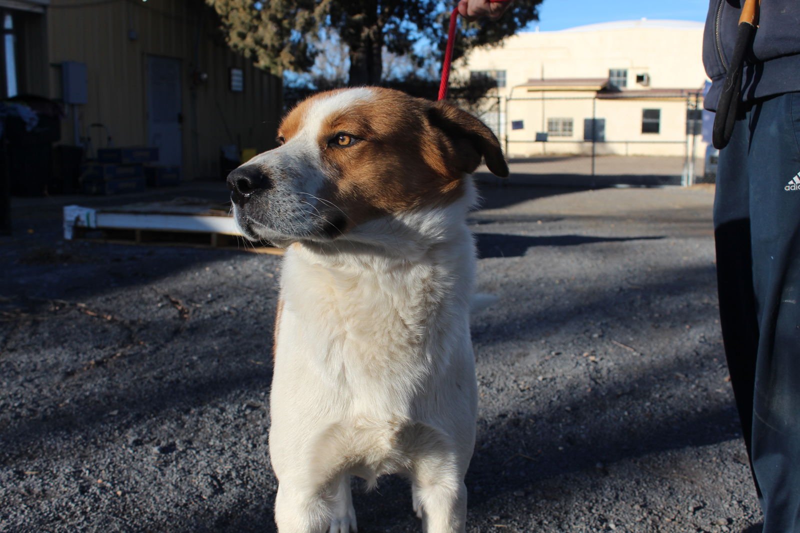 BILLY BOB - Border Collie available for adoption