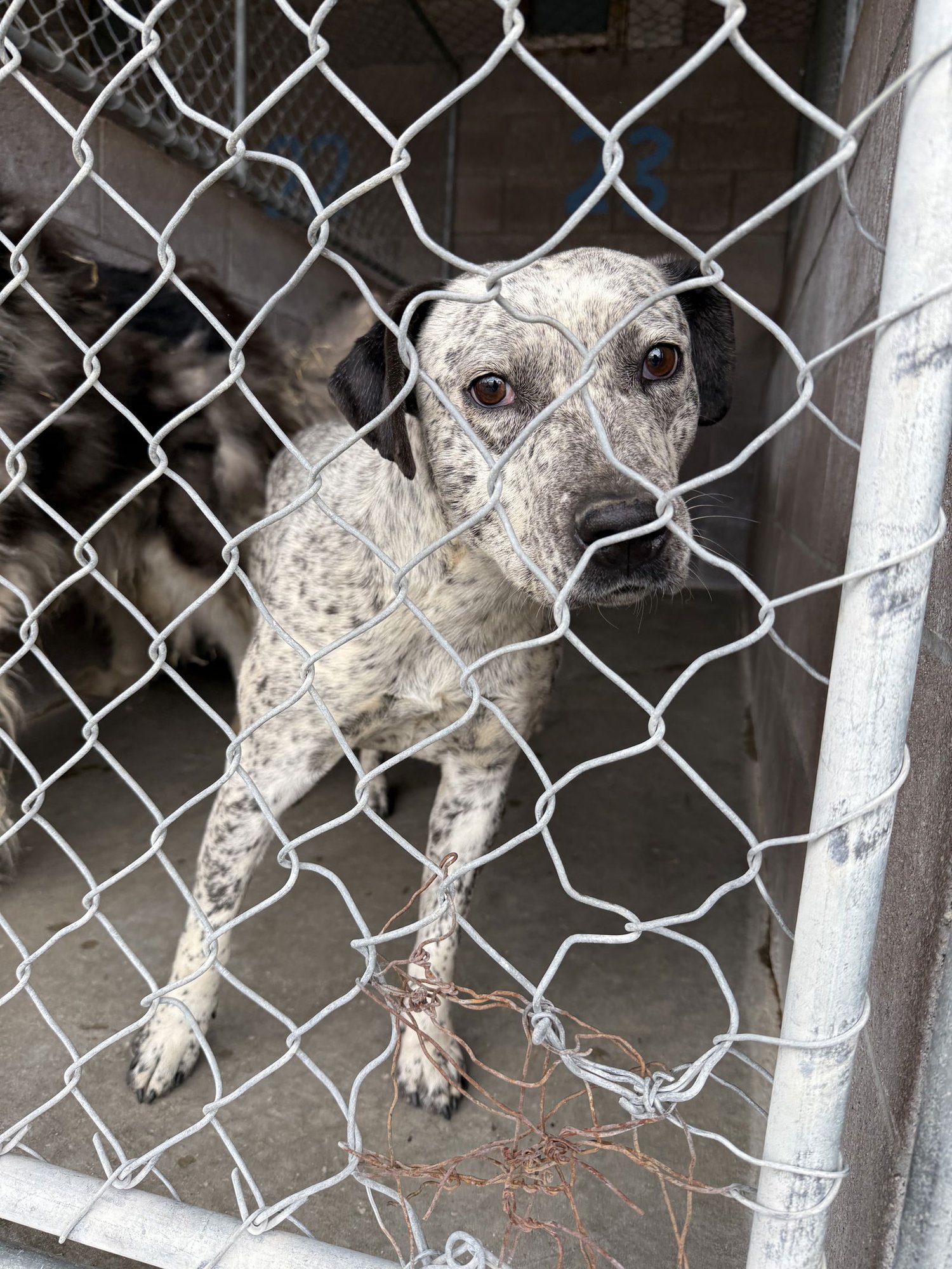 LOOSA - Australian Cattle Dog/Blue Heeler available for adoption