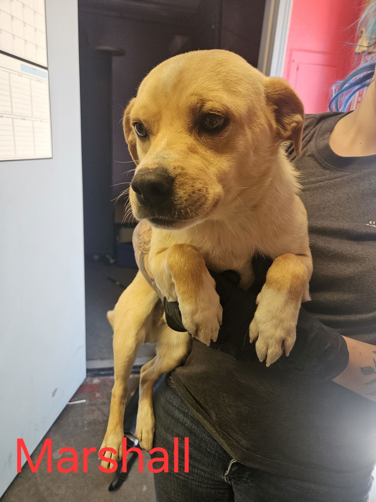 MARSHALL - Chihuahua available for adoption