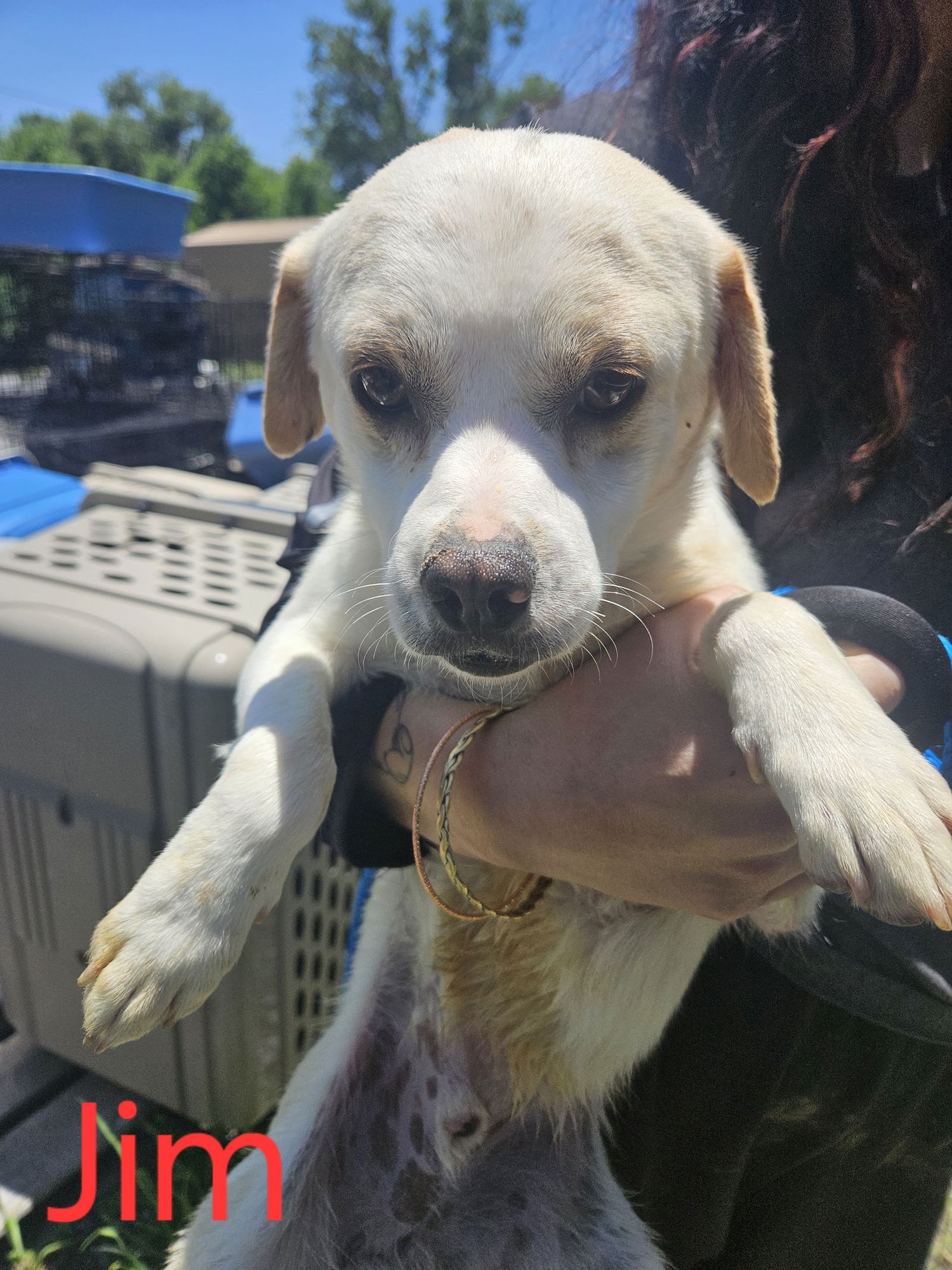 JIM - Chihuahua available for adoption