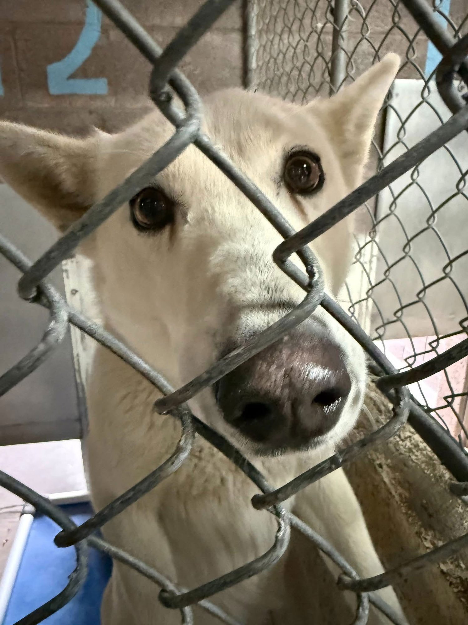 SASHA - Husky available for adoption