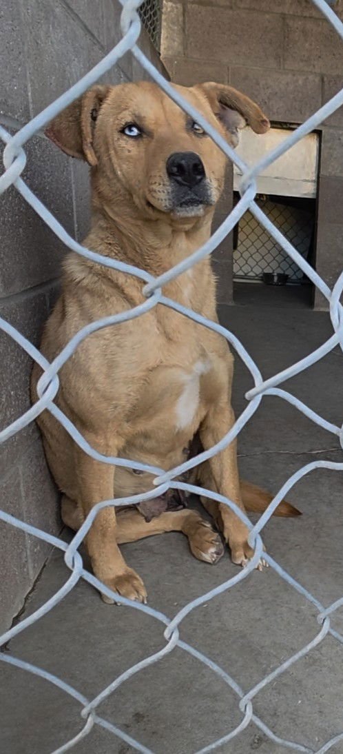 STARFISH - Pit Bull Terrier / Husky available for adoption