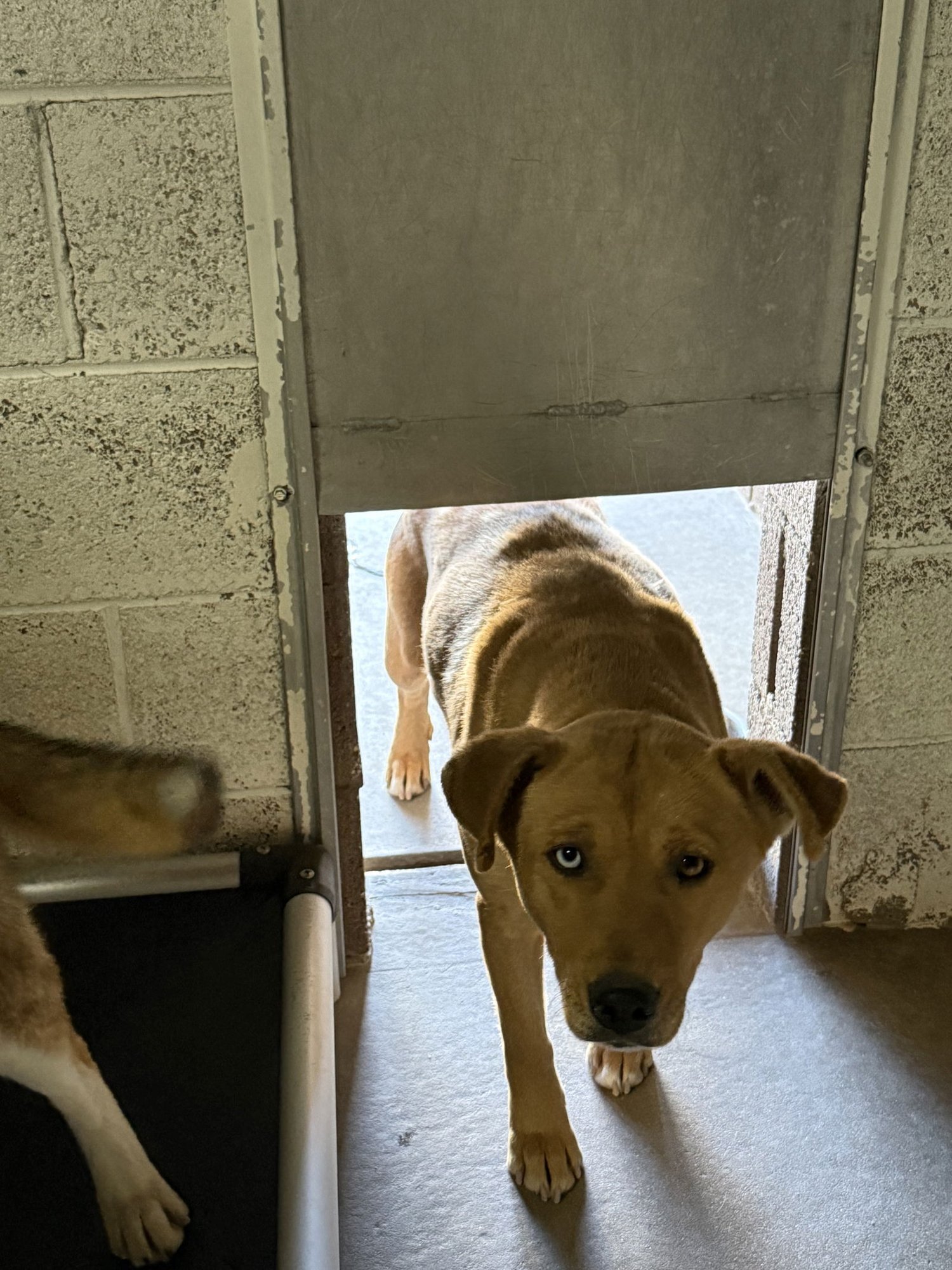 STARFISH - Pit Bull Terrier / Husky available for adoption