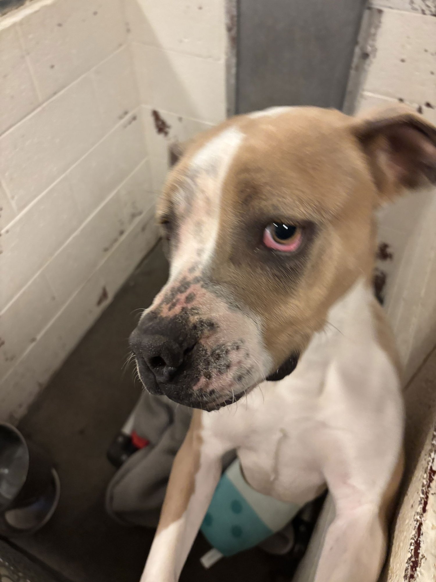 LETTY - Pit Bull Terrier available for adoption