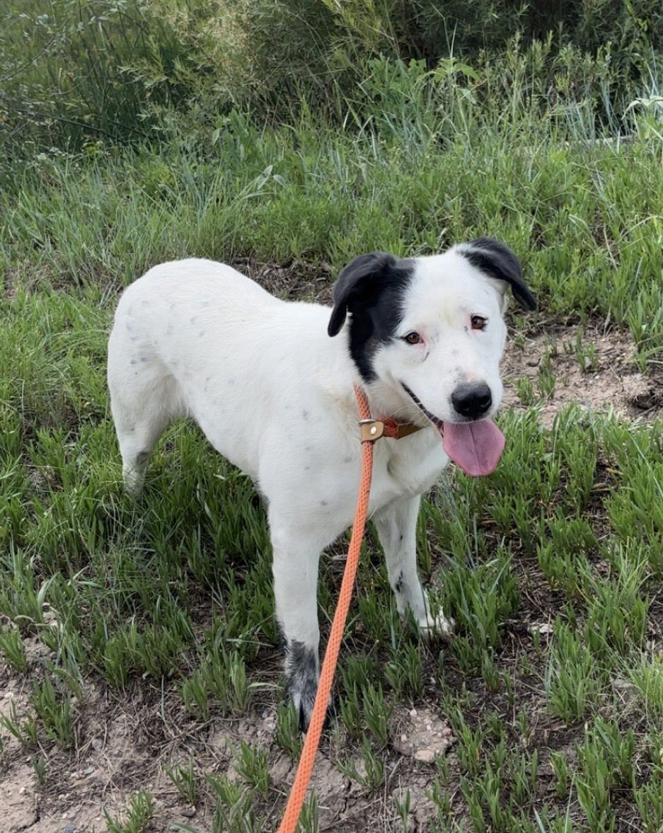 MYRTEL - Pit Bull Terrier available for adoption