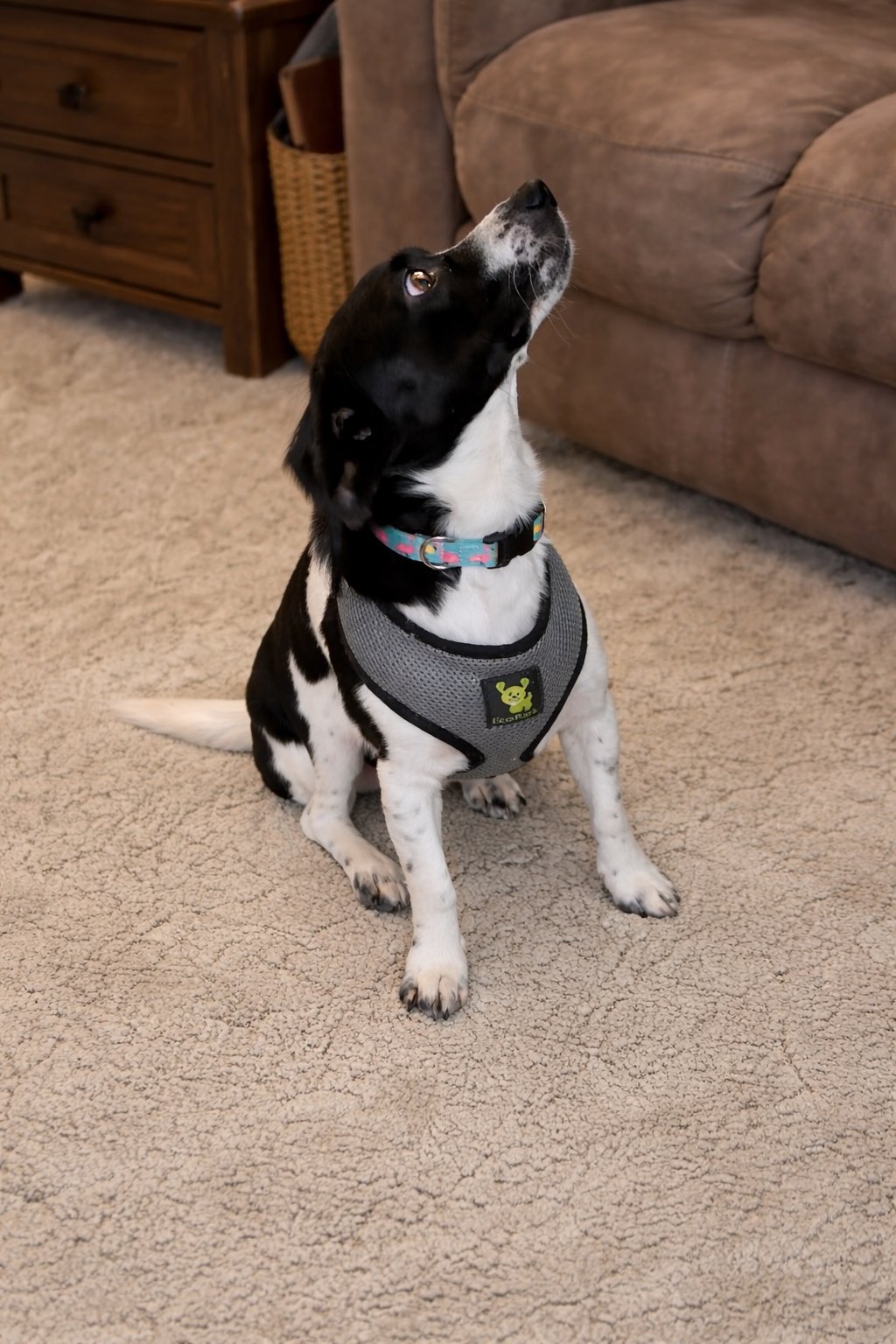 MARLIN - Terrier available for adoption