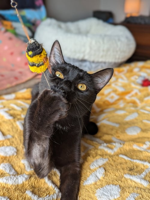 MIYA (BONDED WITH MIRA) - Abyssinian / Domestic Short Hair available for adoption
