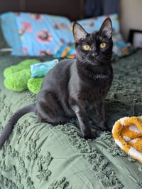 Miya (Bonded with Mira) - Photo 7
