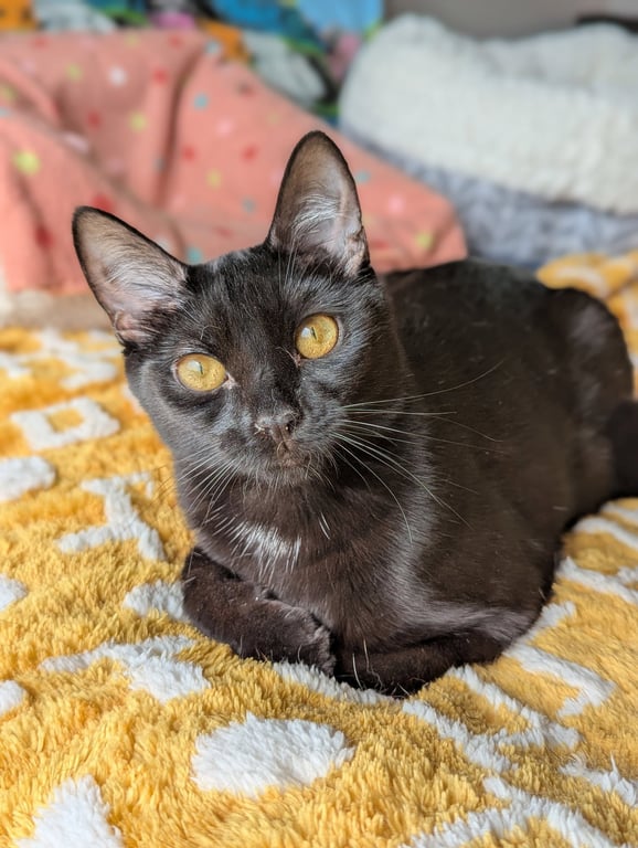 Miya (Bonded with Mira) Image